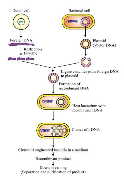Steps for the formation of a recombinant plasmid